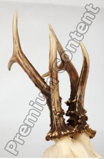 Skull Deer 0036